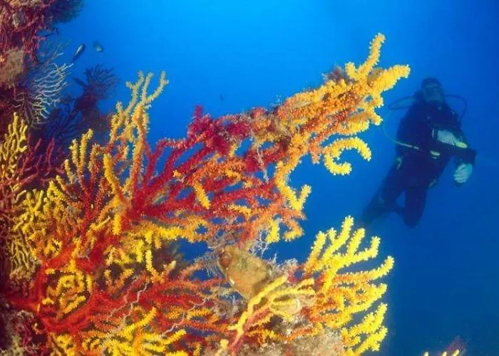 Germania 酒店 普拉亚·阿马勒